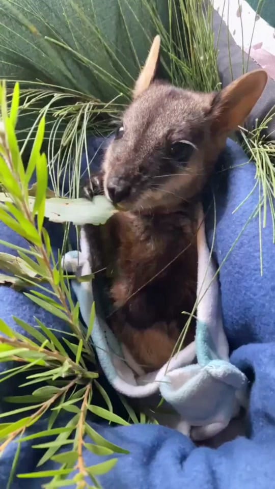 Post 4 by Aussie Ark on TikTok (video)