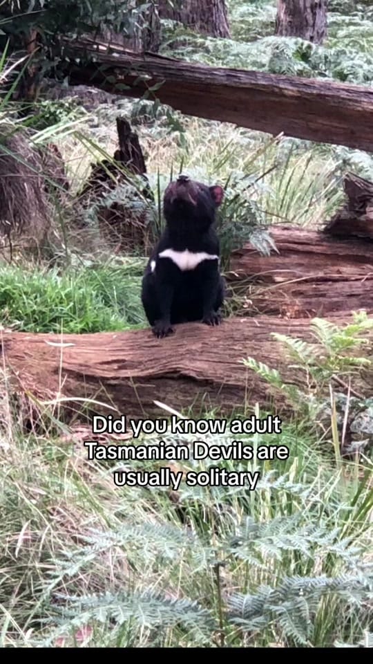 Post 3 by Aussie Ark on TikTok (video)