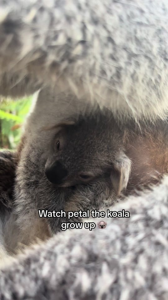 Post 5 by Aussie Ark on TikTok (video)