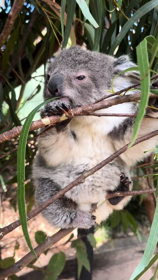 Post 7 by Aussie Ark on TikTok (video)