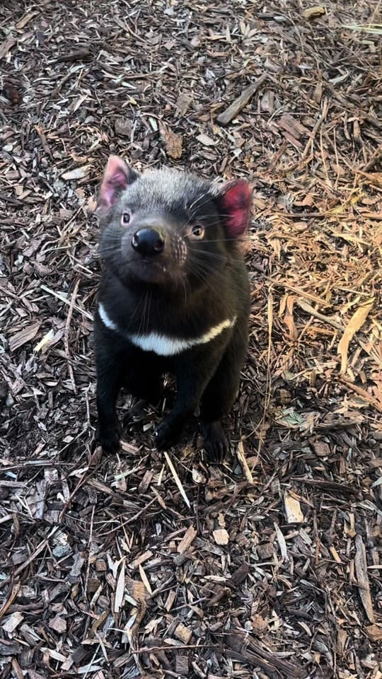Post 2 by Aussie Ark on TikTok (video)