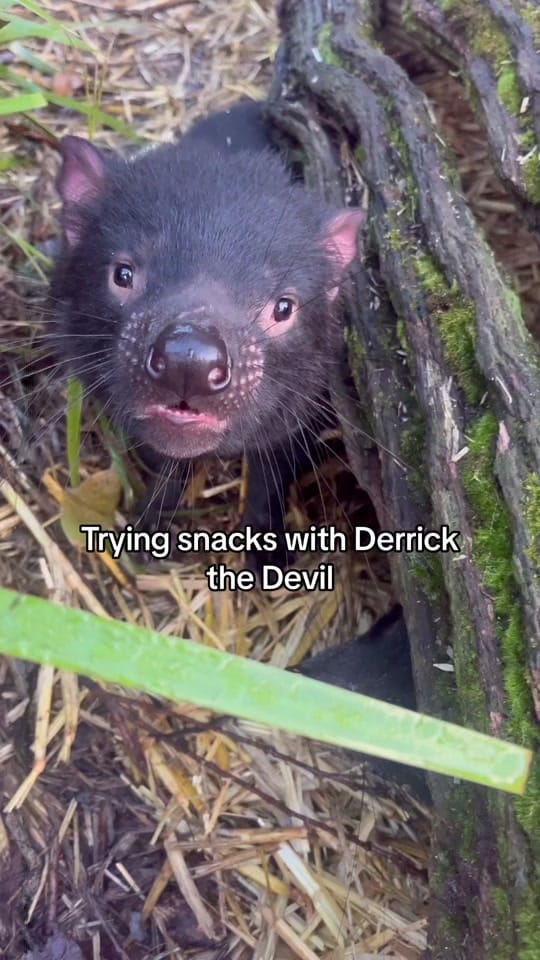 Post 8 by Aussie Ark on TikTok (video)