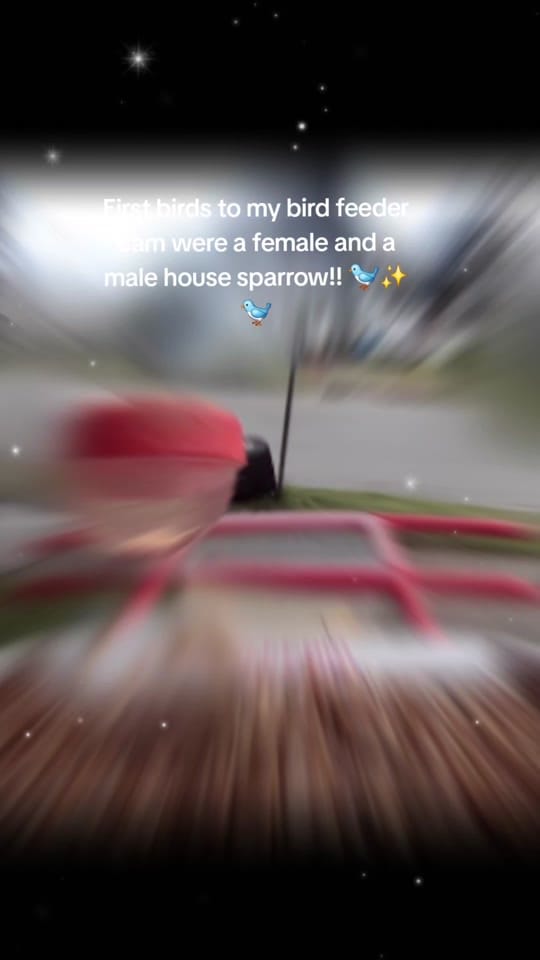 Post 6 by "Superstar"_Sparkles ⭐✨⭐✨⭐ on TikTok (video)