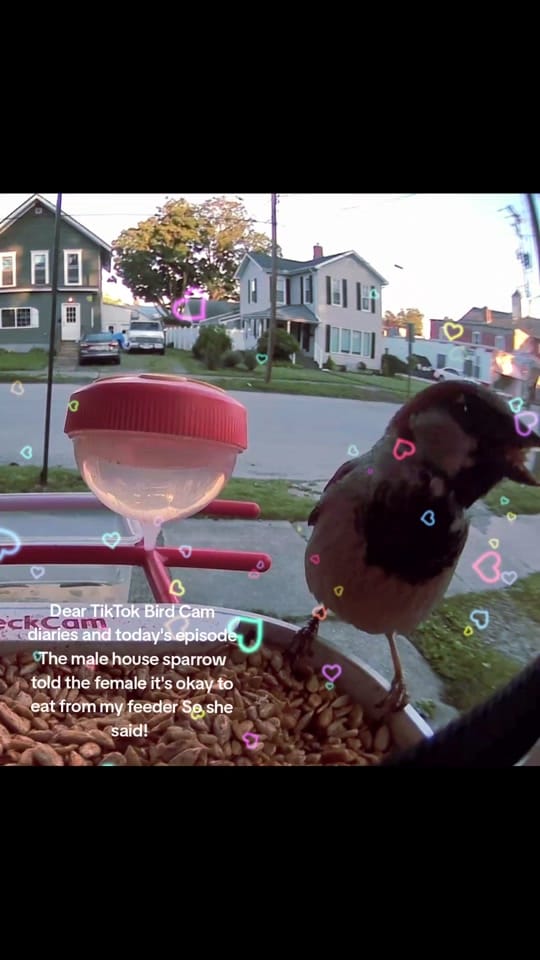 Post 5 by "Superstar"_Sparkles ⭐✨⭐✨⭐ on TikTok (video)