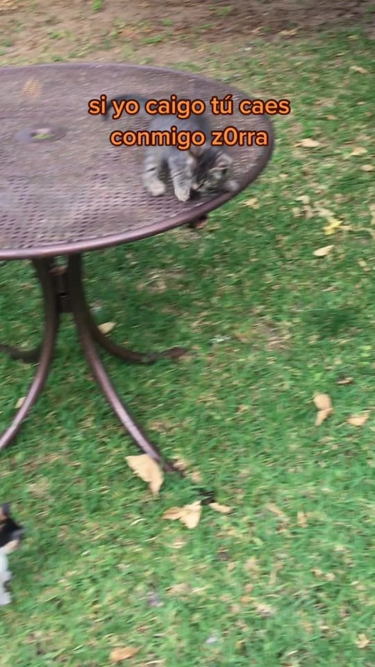 Post 10 by Merce on TikTok (video)
