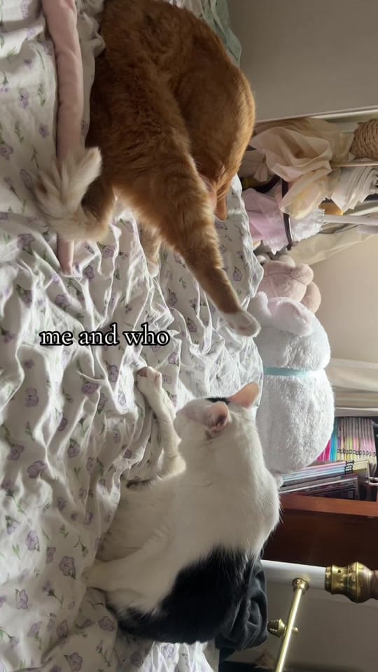 Post 2 by 💖ele💖 on TikTok (video)