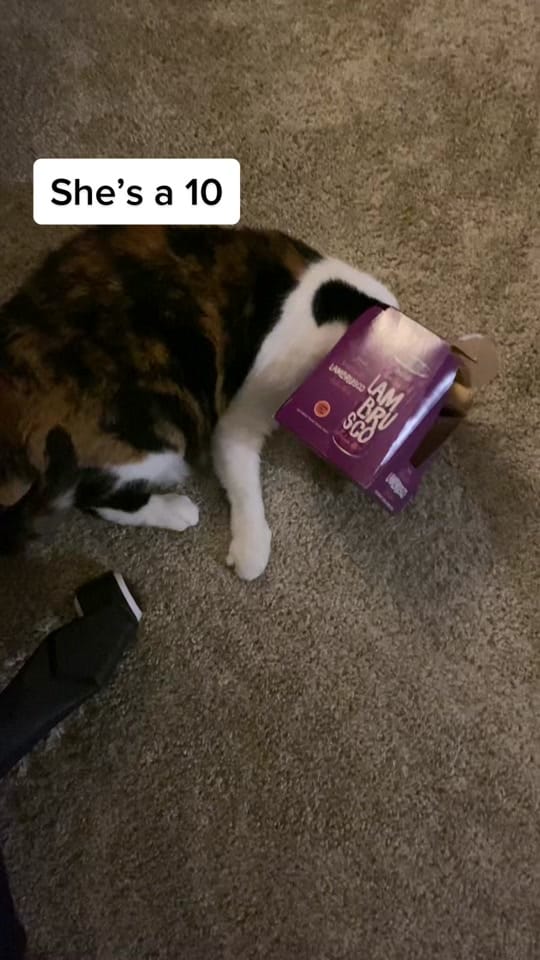 Post 3 by Trevor on TikTok (video)