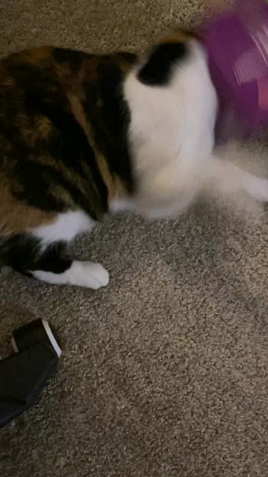 Post 8 by Trevor on TikTok (video)