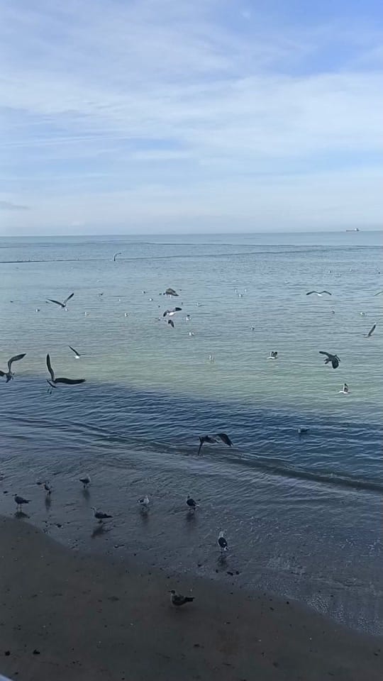 Post 5 by @manoloalanis1🦋👗 on TikTok (video)