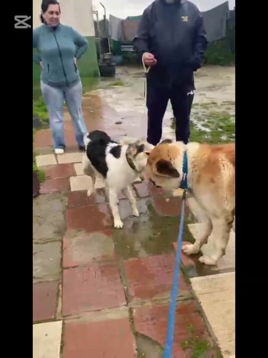 Post 7 by Asoc. amores incondicionales on TikTok (video)