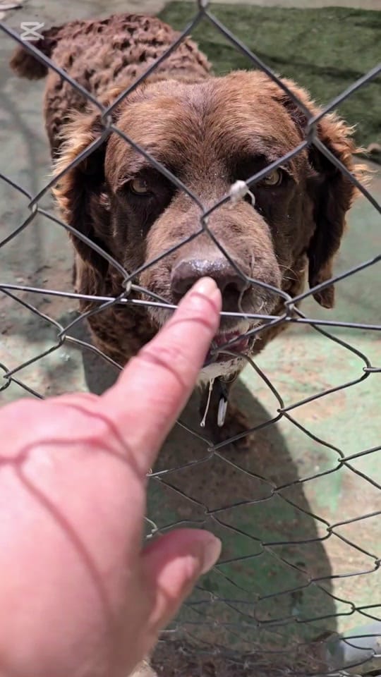 Post 9 by Asoc. amores incondicionales on TikTok (video)