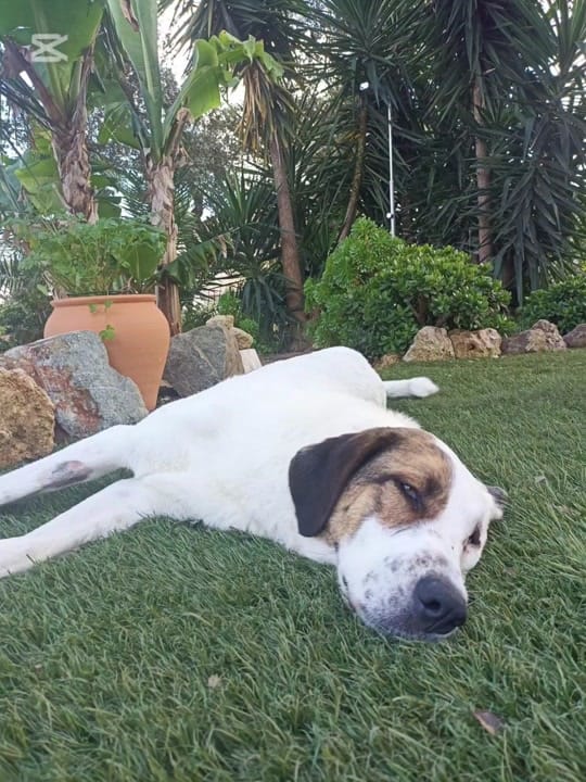 Post 8 by Asoc. amores incondicionales on TikTok (video)