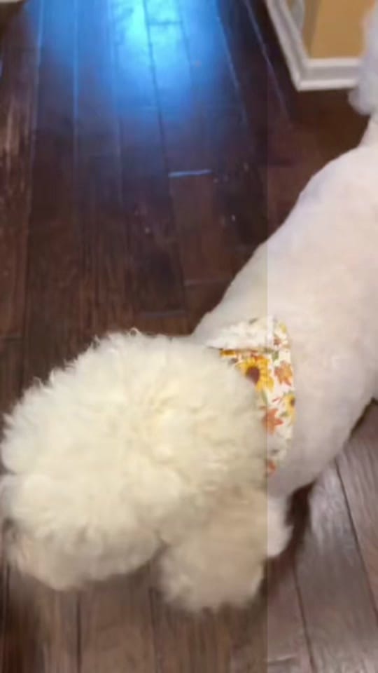 Post 2 by ❌Jules in GA 1971 ❌ on TikTok (video)
