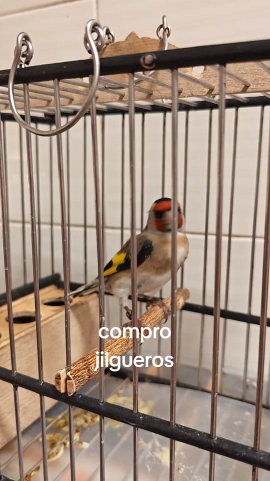 Post 5 by Joaquin on TikTok (video)