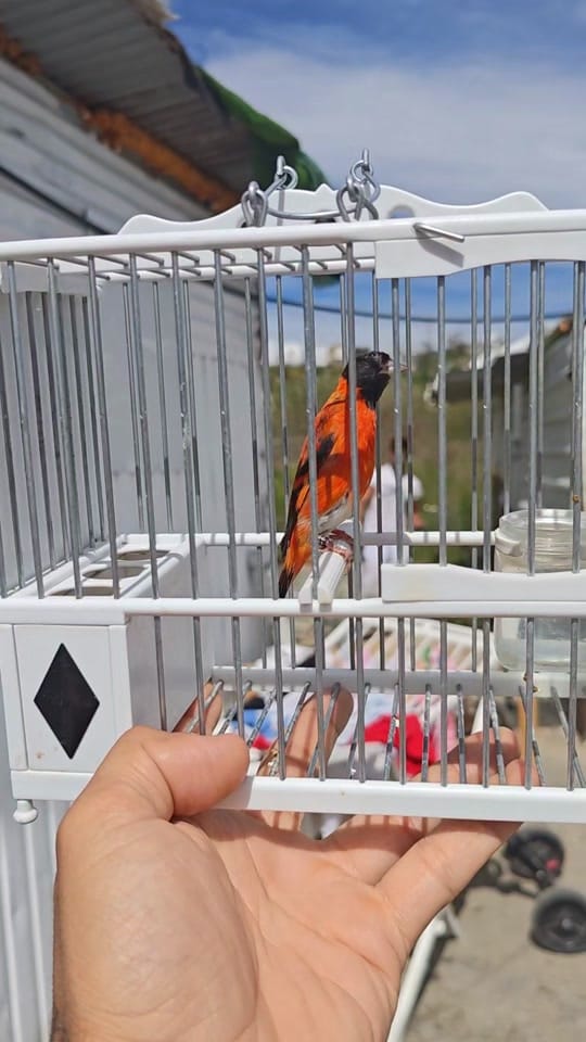 Post 1 by Joaquin on TikTok (video)