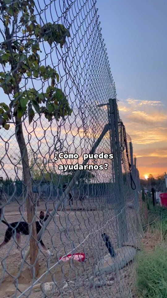 Post 8 by ARCA SEVILLA on TikTok (video)