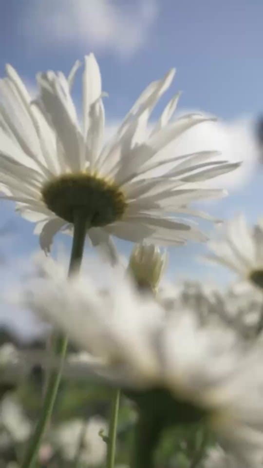 Post 3 by Biltmore on TikTok (video)