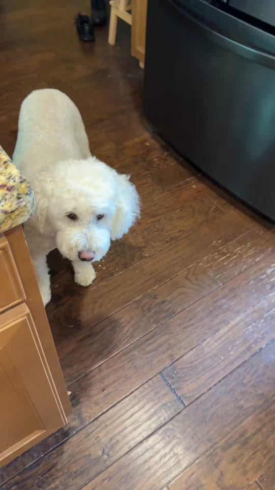 Post 3 by 🐶 Code: Jules 🐶 on TikTok (video)