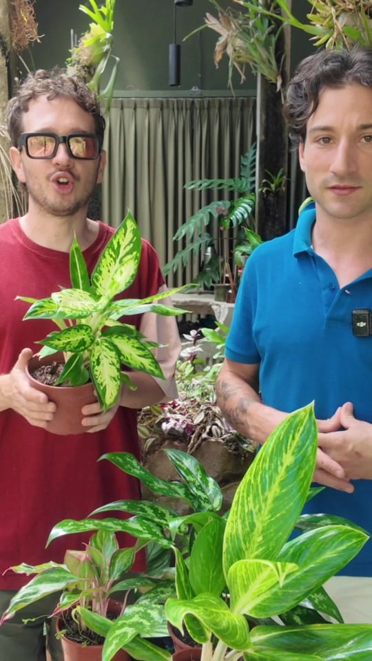 Post 9 by Habitanica on TikTok (video)