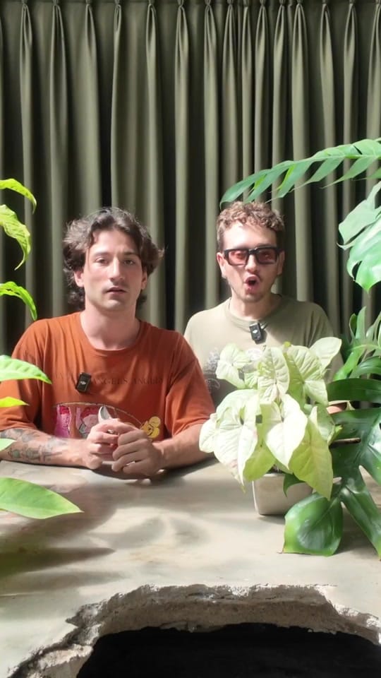 Post 3 by Habitanica on TikTok (video)