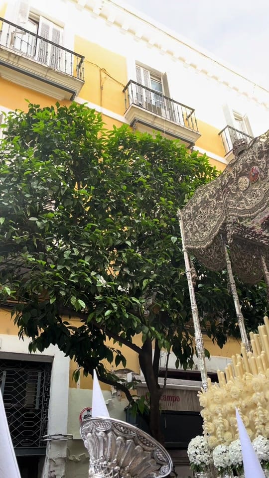 Post 7 by calleferia on TikTok (video)