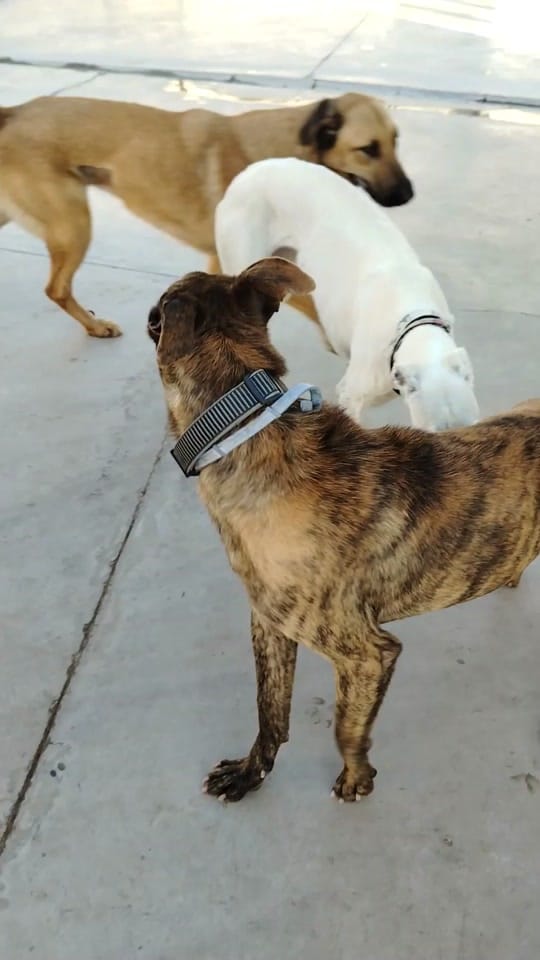 Post 8 by Uprodea Dos Hermanas on TikTok (video)