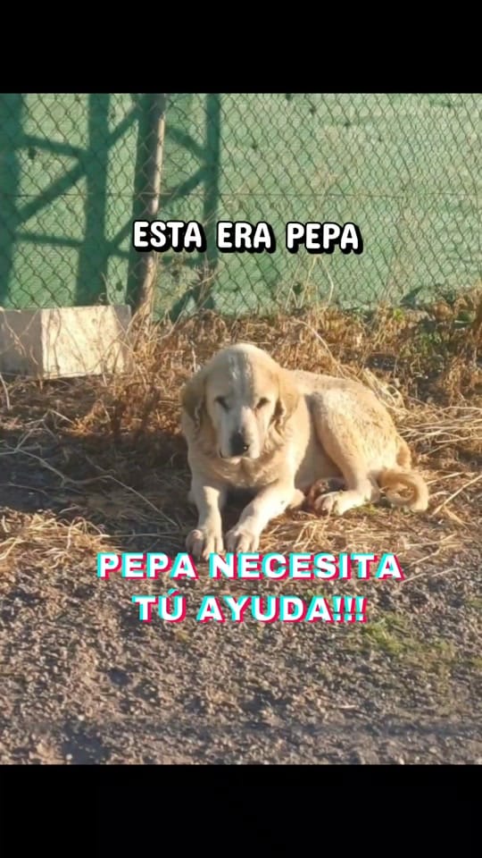 Post 5 by Uprodea Dos Hermanas on TikTok (video)