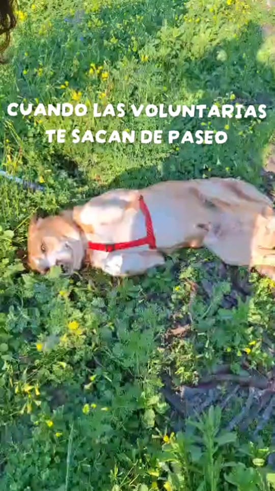 Post 9 by Uprodea Dos Hermanas on TikTok (video)