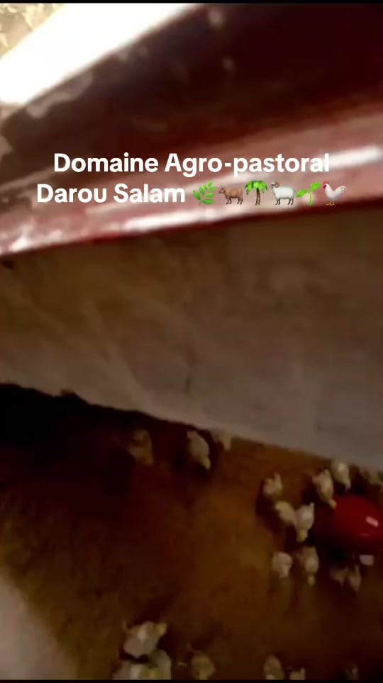 Post 1 by D A D S🌿🐓🌴🐂🌱🐏 on TikTok (video)
