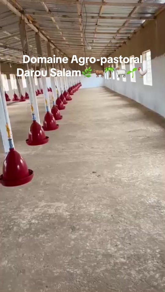 Post 3 by D A D S🌿🐓🌴🐂🌱🐏 on TikTok (video)