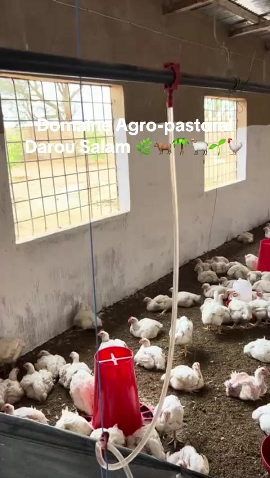 Post 2 by D A D S🌿🐓🌴🐂🌱🐏 on TikTok (video)