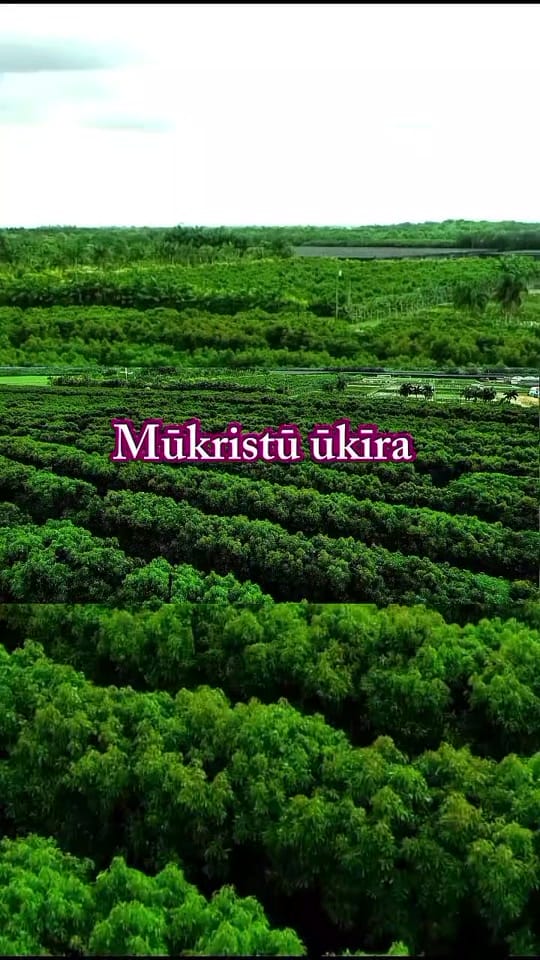 Post 2 by Coro maaī on TikTok (video)