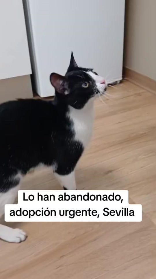 Post 5 by Buscandokaren on TikTok (video)