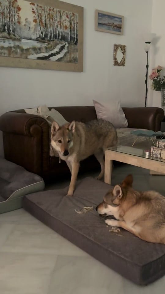 Post 3 by TwinsWolves on TikTok (video)