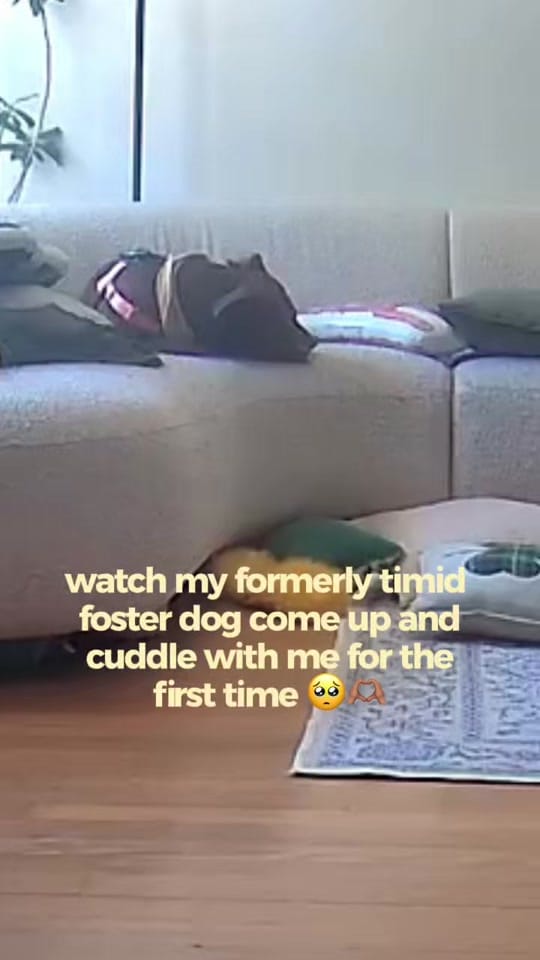 Post 1 by Isabella Revilla-Farrelly on TikTok (video)
