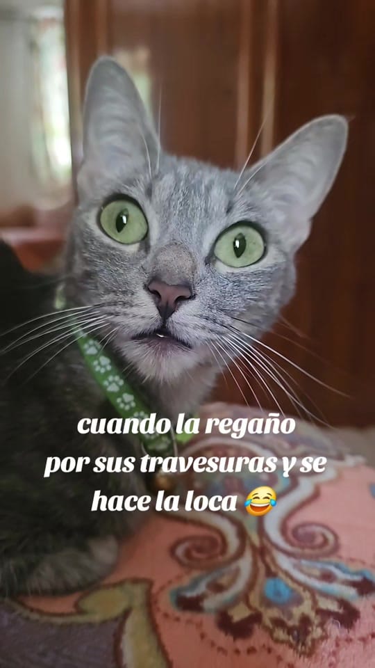 Post 9 by 🇵🇪𝕰𝖘𝖙𝖊𝖋𝖆𝖓𝖎𝖆 𝕽🇪🇦 on TikTok (video)