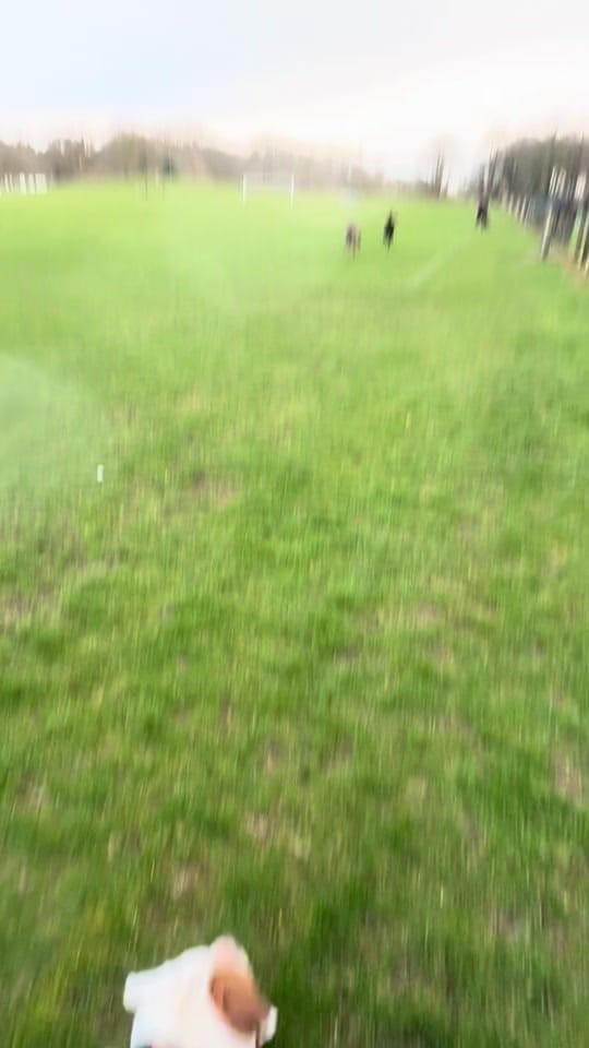Post 8 by Elsalioncub 🐶🇺🇸🇬🇧 on TikTok (video)