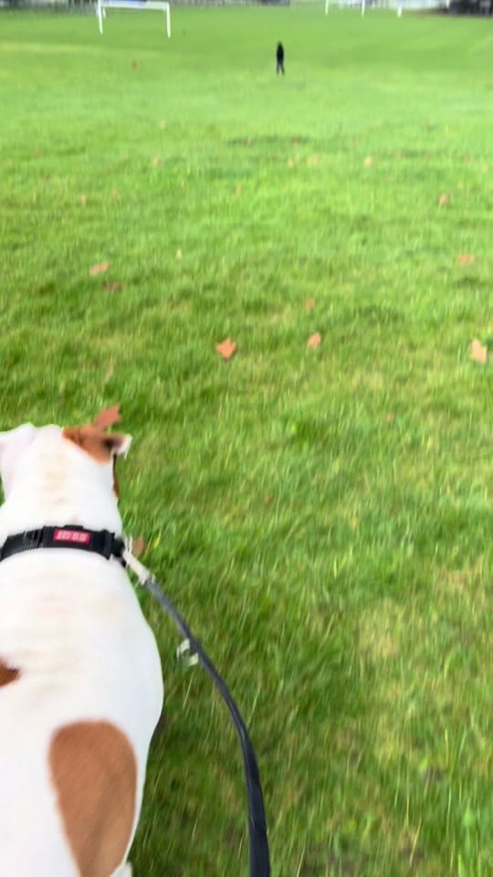Post 3 by Elsalioncub 🐶🇺🇸🇬🇧 on TikTok (video)