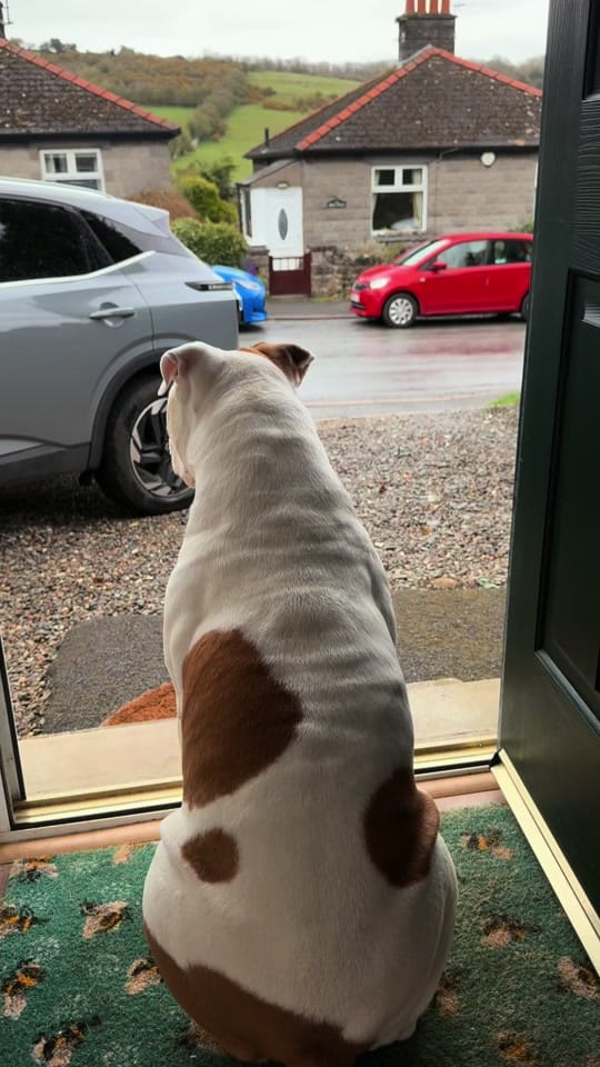 Post 5 by Elsalioncub 🐶🇺🇸🇬🇧 on TikTok (video)