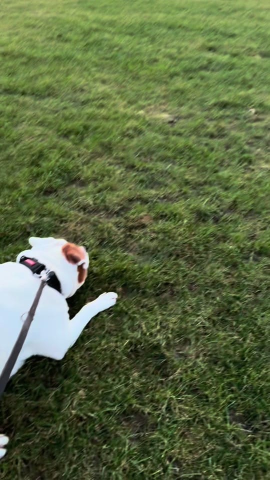 Post 6 by Elsalioncub 🐶🇺🇸🇬🇧 on TikTok (video)