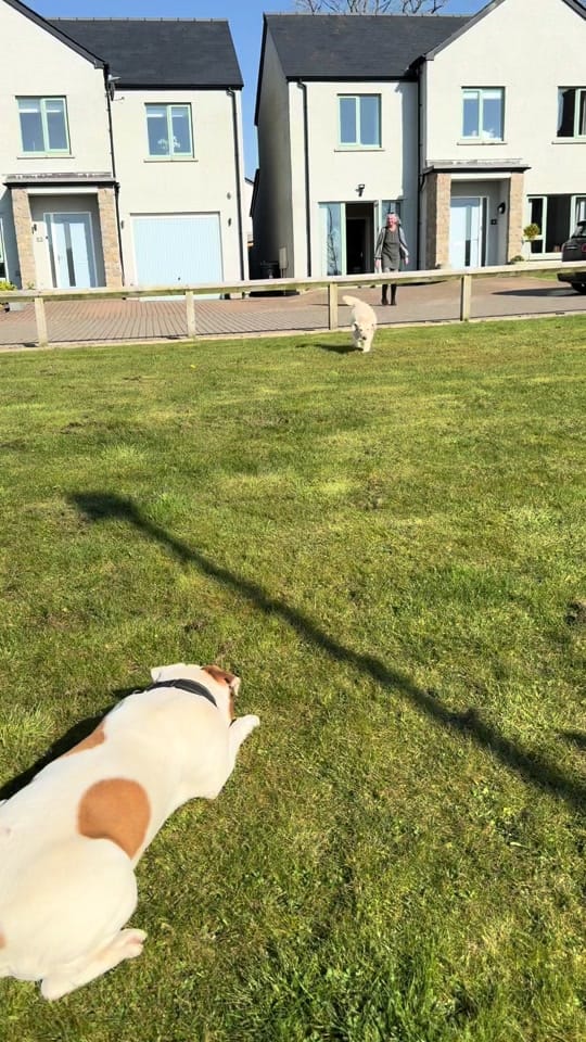 Post 9 by Elsalioncub 🐶🇺🇸🇬🇧 on TikTok (video)
