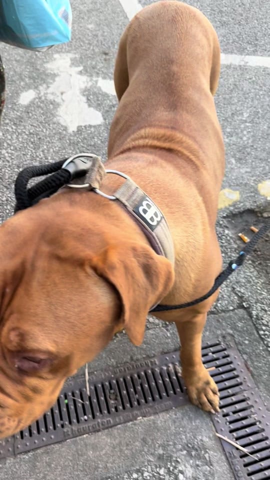Post 4 by Elsalioncub 🐶🇺🇸🇬🇧 on TikTok (video)