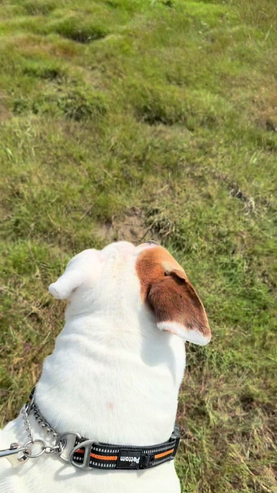 Post 1 by Elsalioncub 🐶🇺🇸🇬🇧 on TikTok (video)