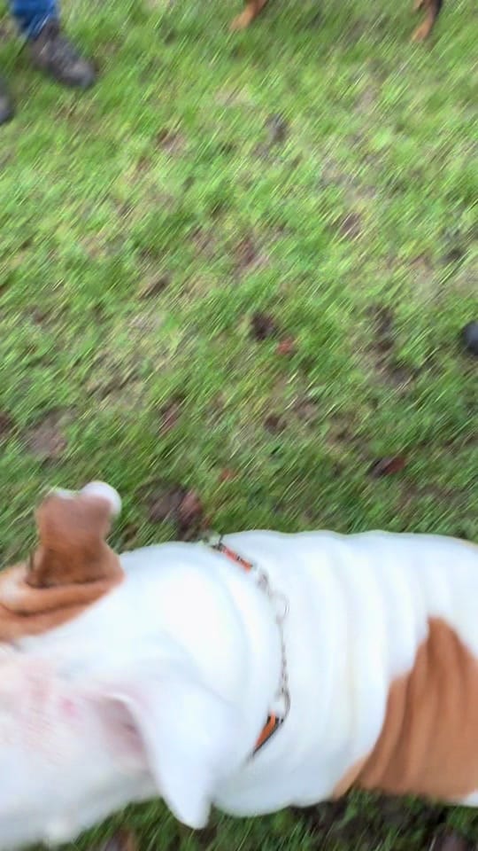 Post 7 by Elsalioncub 🐶🇺🇸🇬🇧 on TikTok (video)