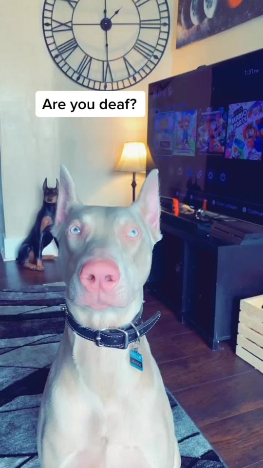 Post 9 by Ashley Carey on TikTok (video)