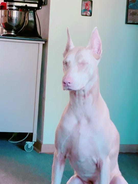 Post 8 by Ashley Carey on TikTok (video)