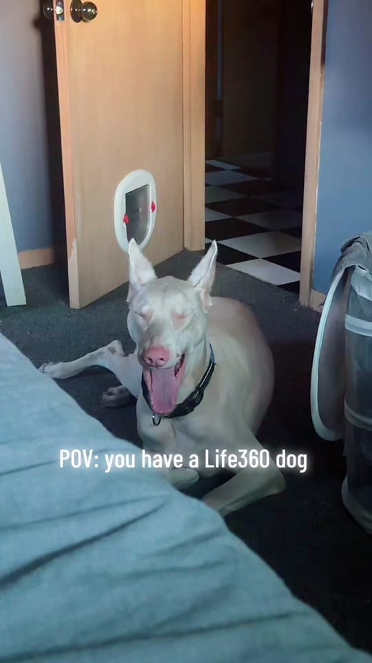 Post 2 by Ashley Carey on TikTok (video)