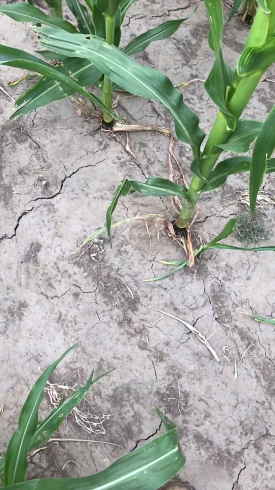 Post 7 by Steve Conaway        (aka BJ) on TikTok (video)