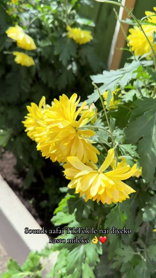 Post 4 by anisha_khanal1021 on TikTok (video)