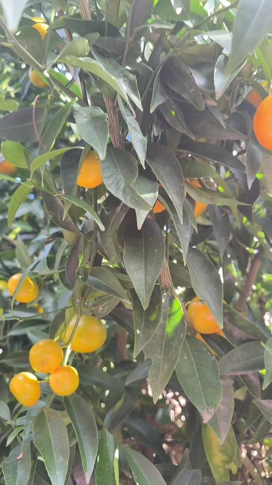 Post 5 by anisha_khanal1021 on TikTok (video)